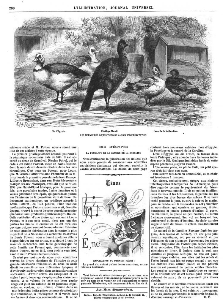 Les nouvelles acquisitions du Jardin d’acclimatation: Oie d’Égypte; Pénélope Marail; canards de là Caroline. 1870