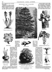 Histoire des plantes (10 gravures)