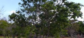 Pau Brasil, Pernambouc, Caesalpinia echinata. Photos prisent au mois d’août au jardin botanique de Brasilia, Brésil