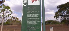 Chichá – Sterculia striata. (photos prisent en aout à Brasilia, Brésil)
