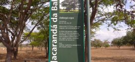 Dalbergia nigra, le palissandre de Rio Jacaranda da Bahia (photos prisent en aout à Brasilia, Brésil)