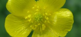Bouton d’or. Renoncule âcre. Ranunculus acris L.