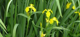 Iris jaune des marais.