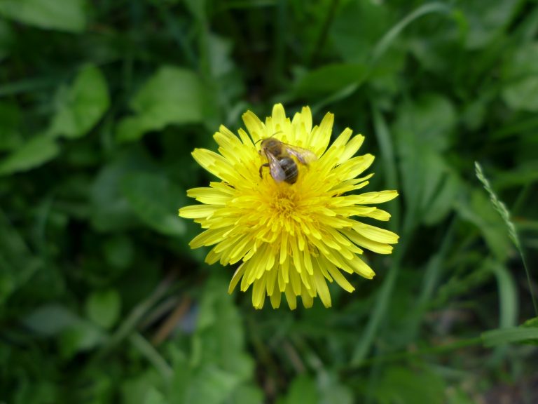 Pissenlit ou Dentdelion. Plantes des prés et des bois. Tests & Jeux éducatifs en ligne