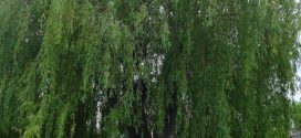 Saul pleureur, Salix babylonica