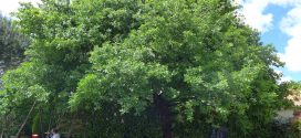 Chêne. Quercus. Arbres et arbustes